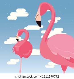 flamingos exotic birds
