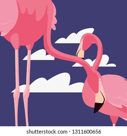 flamingos exotic birds