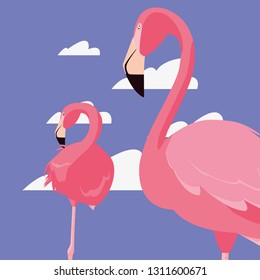 flamingos exotic birds