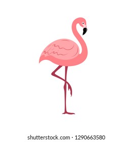 Flamingos in flat style on white background. Vector illustration