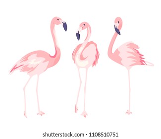 Flamingos. Isolated vector illustration
