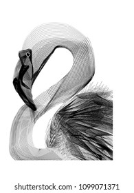 Flamingos in Noir style