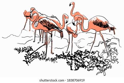 Flamingos sketch Engraving style. Vector illustration graphics on white background