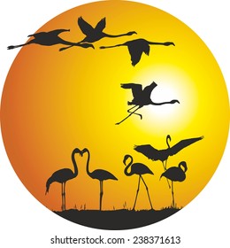 Flamingos and sunset in the ring