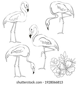 Flamingos, tropical flowers and leaves. Set of vector line art elements. 