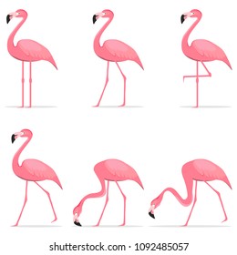 Flamingos, various poses of flamingos. Flat design, vector illustration, vector.