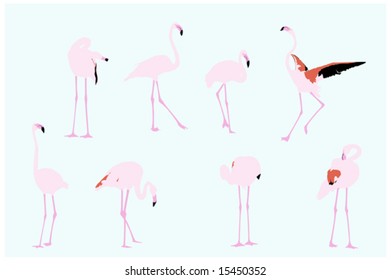 flamingos, vector collection for designers