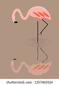 Flamingos in water