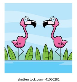 Flamingos in Water