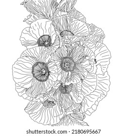 Flanders Poppy flawers group,plant,line,art,
illustration,black and white,drawing vector.