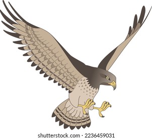 The flapping hawk isolated on white background