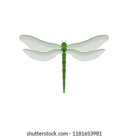 Flar vector icon of beautiful dragonfly with long green body and two pairs of large transparent wings. Fast-flying insect