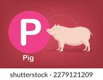 Flash card: the education tools - Alphabet A-Z card P-Pig, a large pink, brown, or black farm animal with short legs and a curved tail, kept for its meat