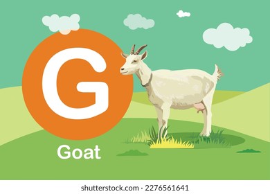 Flash card: the education tools - Alphabet A-Z card G-Goat, A goat in the green grass field 	
