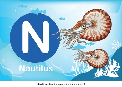 Flash card: the education tools - Alphabet A-Z card N-Nautilus, a cephalopod mollusk with a light external spiral shell and numerous short tentacles around the mouth
