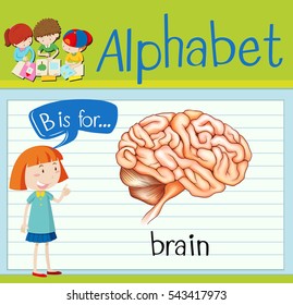 Flashcard Letter B Brain Illustration Stock Vector (Royalty Free ...