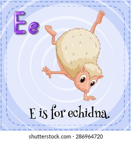 Flashcard letter E is for echidna