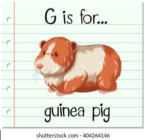 Flashcard letter G is for guinea pig illustration