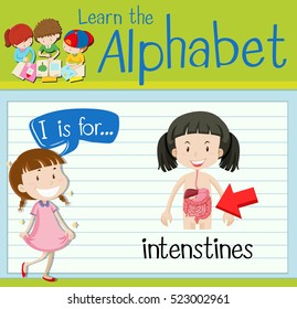 Flashcard letter I is for intenstines illustration