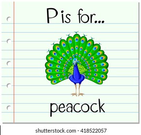 Flashcard letter P is for peacock illustration