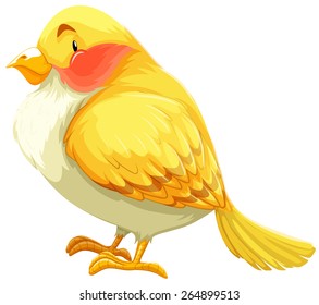 Flashcard of a yellow and white bird 