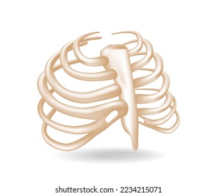 Flat 3d isometric illustration concept of anatomical cut of the arrangement of ribs or chest