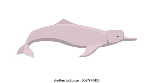 Flat amazon river dolphin. Vector illustration. Collection