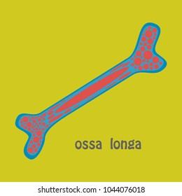 Flat anatomy of the Long Bone. Periosteum, endosteum, bone marrow and trabeculae.