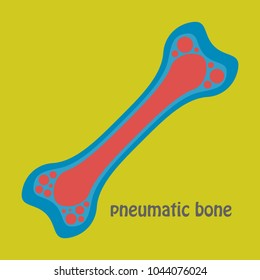 Flat anatomy of the Long Bone. Periosteum, endosteum, bone marrow and trabeculae.