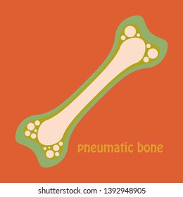Flat anatomy of the Long Bone. Periosteum, endosteum, bone marrow and trabeculae.
