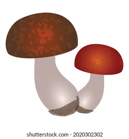 Flat art mushrooms with round spotted brown and red caps and white leg with black soil on its end isolated on white background