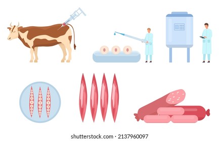 Flat artificial cultured beef meat production process. Cow biopsy, cells and muscle growth, lab bioreactor. Food science vector infographic. Laboratory grown synthetic meat, scientific experiment
