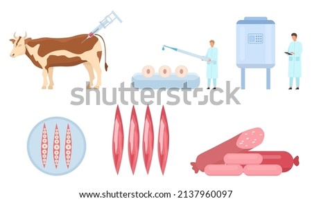 Flat artificial cultured beef meat production process. Cow biopsy, cells and muscle growth, lab bioreactor. Food science vector infographic. Laboratory grown synthetic meat, scientific experiment