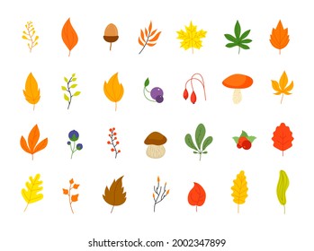 Flat autumn forest elements. Leaves berries icons, graphic leaf. Oak marple foliage. Acorn and rowan berry, thanksgiving fall utter vector set