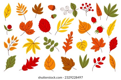 Hojas planas de otoño, hojas de temporada de cosecha. Follaje aislado y bayas, elementos de árboles frutales caídos. Colección vectorial decente de arce, roble y bellota