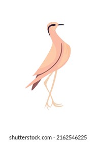 flat beautiful beige bird over white