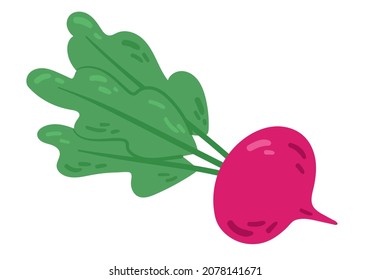  Flat beet. Vector illustration isolated on white background.