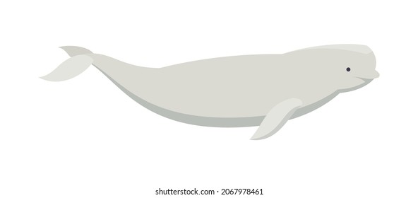 Flat beluga whale. Vector illustration. Collection