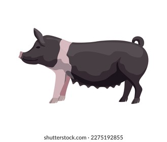 Flat black hampshire pig breed vector illustration