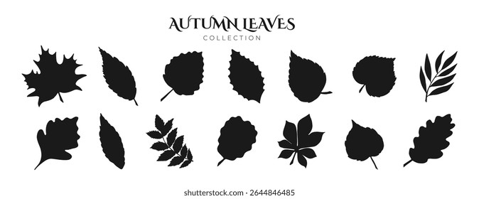 Flat Black Shape Leaves Set. Fall Leaf Rowan, Maple, Oak, Birch, Chestnut, Willow, Beech, Hawthorn, Poplar, Elm, Aspen, Linden, Alder, Ash. Modern Fall Forest Branches, Foliage. Botanical Floral Set.
