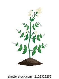 Flat blooming green peas plant growing in soil vector illustration