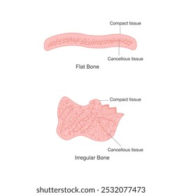 Los huesos planos son huesos delgados y curvos como el cráneo y las costillas, que proporcionan protección y superficie para la unión muscular. Los huesos irregulares, como las vértebras, tienen Formas complejas.