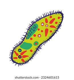 flat cartoon infusoria slipper in vector. unicellular organism for prints and design.characters for kids in flat style.minimal icons for web site stickers application.