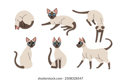 Flat cartoon set of siamese oriental cats in various poses isolated on white background. Vector collection of Cats sitting, standing, resting, playing.