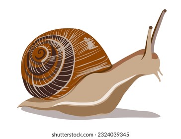 flat cartoon snail in vector.maluska for prints and design.characters for kids in flat style.minimal icons for web site stickers application.