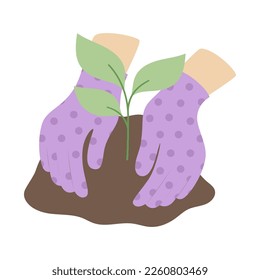flat cartoon vector illustration of hands in gardening gloves planting seedling, young sprout, plant care, growing vegetables in garden