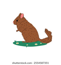 Flat chinchilla or vector south america rodent. Cartoon animal with fur and wool. Wildlife mammal or domestic funny habitat. Zoo mascot or wilderness breed. Wild leporidae. Andes pet isolated.