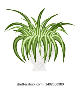 Flat chlorophytum house plant in flower pot on white background