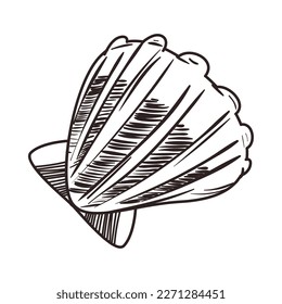 flat clams icon over white