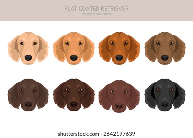 Flat coated retriever clipart. Different poses, coat colors set.  Vector illustration